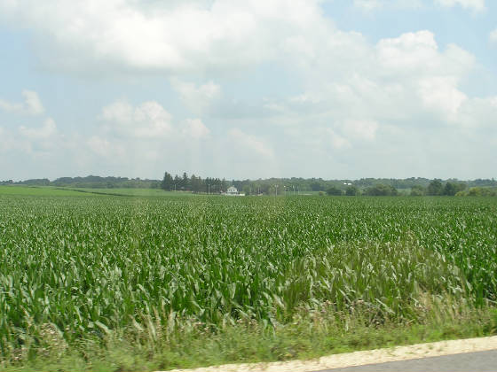 A view of the site from  the Corn